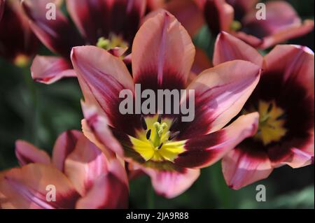 Rose-orange à base de violet foncé tulipes de Triumph (Tulipa) Muvota fleurit dans un jardin en avril Banque D'Images