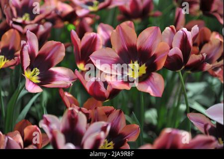 Rose-orange à base de violet foncé tulipes de Triumph (Tulipa) Muvota fleurit dans un jardin en avril Banque D'Images