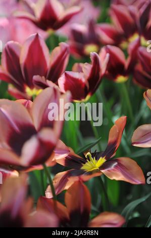 Rose-orange à base de violet foncé tulipes de Triumph (Tulipa) Muvota fleurit dans un jardin en avril Banque D'Images