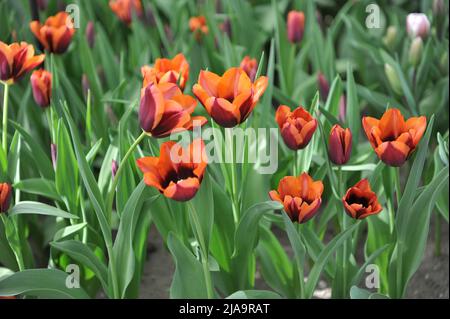 Rose-orange à base violet foncé tulipes de tulipes de tulipes (Tulipa) Muvota fleurit dans un jardin en mars Banque D'Images