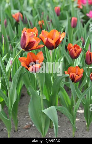 Rose-orange à base violet foncé tulipes de tulipes de tulipes (Tulipa) Muvota fleurit dans un jardin en mars Banque D'Images