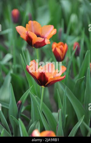 Rose-orange à base violet foncé tulipes de tulipes de tulipes (Tulipa) Muvota fleurit dans un jardin en mars Banque D'Images