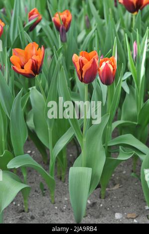 Rose-orange à base violet foncé tulipes de tulipes de tulipes (Tulipa) Muvota fleurit dans un jardin en mars Banque D'Images