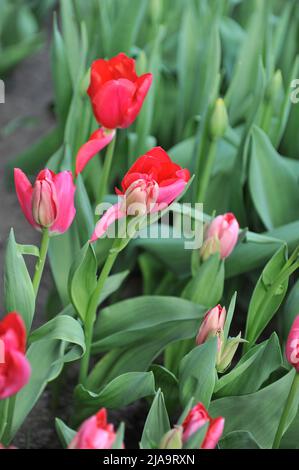 Tulipes de tulipes (Tulipa) rose à fleurs multiples Nexus fleurissent dans un jardin en avril Banque D'Images