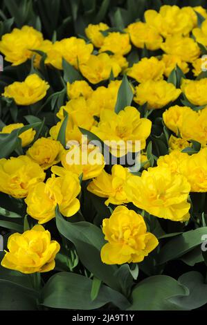 Fleurs de pivoine jaune Double tulipes précoces (Tulipa) Nikon fleurit dans un jardin en mars Banque D'Images