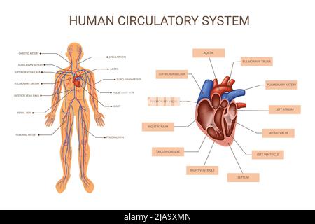 Systèmes d'organes du corps humain infographie colorée avec descriptions du système circulatoire corps humain et anatomie du vecteur cardiaque illustration Illustration de Vecteur