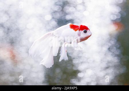 Gros plan de poisson doré oranda à capuchon rouge de couleur exclusive. Banque D'Images