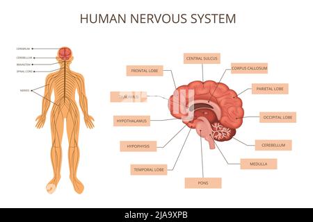 Infographie sur les systèmes d'organes du corps humain avec description du système nerveux corps humain et description de ce qui se trouve dans l'illustration du vecteur cérébral Illustration de Vecteur