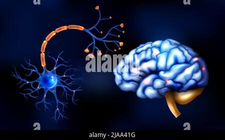 Concept de neuroscience réaliste avec illustration du cerveau humain et du vecteur nerveux sensoriel Illustration de Vecteur