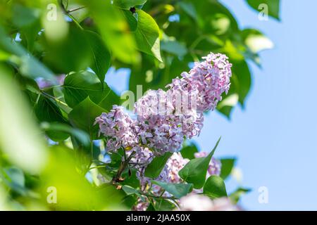 Syringa - fleurs de lilas aux feuilles vertes Banque D'Images