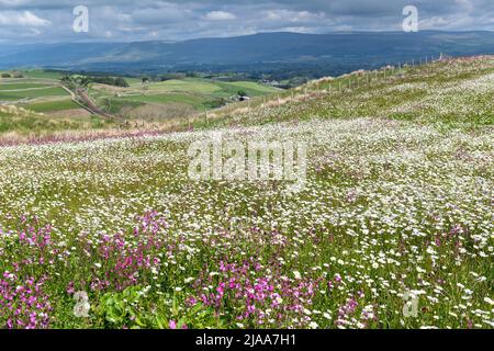 Kirkby Stephen, Cumbria, Royaume-Uni. 28th mai 2022. Prairie de fleurs sauvages donnant sur la vallée de l'Eden à Cumbria. L'agriculteur a refermé une parcelle de terre avec des fleurs sauvages après que le réseau ferroviaire a fait quelques réparations à la ferme de Carlisle chemin de fer, en utilisant les champs pour access.noW fournissant la couleur et un habitat vibrant pour les insectes et la faune. Crédit : Wayne HUTCHINSON/Alamy Live News Banque D'Images