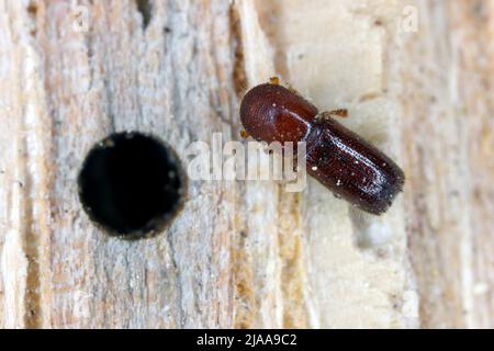 Ambrosia coléoptère, Xyleborus monographus sur bois.Agrandissement macro élevé. Banque D'Images