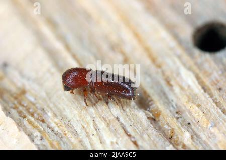 Ambrosia coléoptère, Xyleborus monographus sur bois.Agrandissement macro élevé. Banque D'Images