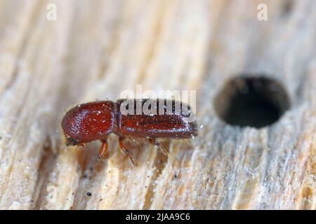 Ambrosia coléoptère, Xyleborus monographus sur bois.Agrandissement macro élevé. Banque D'Images