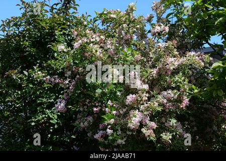 Weigela Florida arbuste compact de taille moyenne à feuilles caduques variegated en pleine floraison estivale Banque D'Images