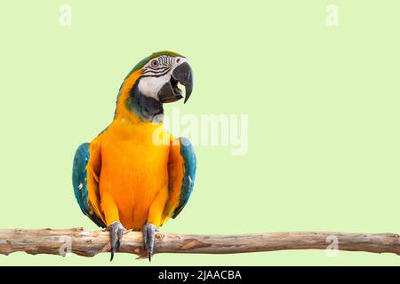 perroquet de macaw oiseau sourire capture sur branche d'arbre de bois animal coloré isolé avec le chemin d'écrêtage Banque D'Images