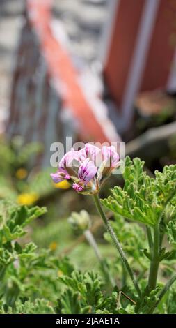 Belles fleurs roses de Pelargonium graveolens également connu sous le nom de géranium parfumé sucré. Fleurs isolées sur fond vert. Banque D'Images