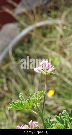 Belles fleurs roses de Pelargonium graveolens également connu sous le nom de géranium parfumé sucré. Fleurs isolées sur fond vert. Banque D'Images