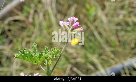 Belles fleurs roses de Pelargonium graveolens également connu sous le nom de géranium parfumé sucré. Fleurs isolées sur fond vert. Banque D'Images