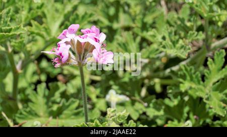 Belles fleurs roses de Pelargonium graveolens également connu sous le nom de géranium parfumé sucré. Fleurs isolées sur fond vert. Banque D'Images