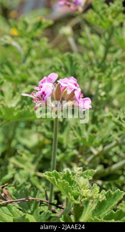 Belles fleurs roses de Pelargonium graveolens également connu sous le nom de géranium parfumé sucré. Fleurs isolées sur fond vert. Banque D'Images