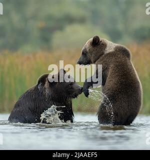 Ours bruns / Braunbaeren ( Ursus arctos ) lutte, lutte, lutte ludique, debout sur les pattes arrière dans les eaux peu profondes d'un lac, Europe. Banque D'Images