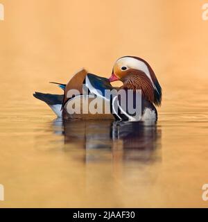 Mandarin Duck / Mandarinente ( Aix galericulata ), joli homme, nettoyant ses plumes, prenant soin de son plumage, lumière dorée d'octobre, Europe. Banque D'Images