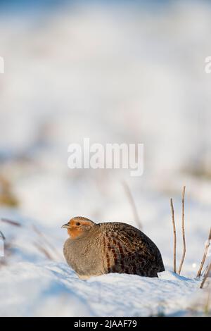 La Perdrix grise / Rebhuhn ( Perdix perdix ), adulte, assis dans la neige fraîchement tombée, sur un matin d'hiver ensoleillé, de la faune, de l'Europe. Banque D'Images