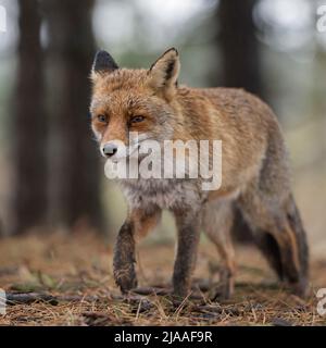 Renard rouge / Rotfuchs ( Vulpes vulpes ) adulte , marche à travers les bois, chasse, se rapprocher, vue frontale, Faune, Europe. Banque D'Images