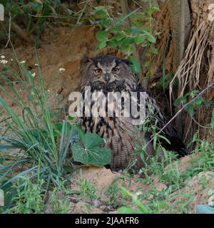 Grand / Owl Bubo bubo Europaeischer Uhu ( ), des profils, de repos sous les buissons, regarder, secret, camouflé, yeux orange vif, de la faune, Eur Banque D'Images