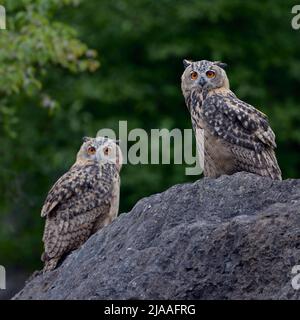 Hibou de l'aigle eurasien / Europaeische Uhus ( Bubo bubo ) deux jeunes hiboux perchés l'un à côté de l'autre sur une énorme roche dans une ancienne carrière, au crépuscule, faune, UE Banque D'Images