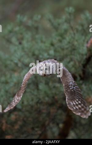 Waldkauz Chouette hulotte Strix Aluco enr / ( ) en vol silencieux, battant, chasse, au décollage, frontal tourné au bord d'une forêt de pins, à l'envers, l'Europe. Banque D'Images