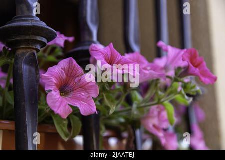 Pots avec plantes et fleurs sur le mur, décoration Banque D'Images