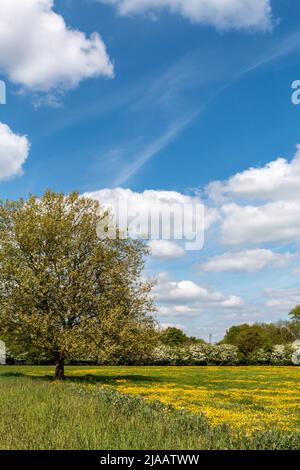 Coldhams Common, sous un ciel bleu vif, est recouvert de nombreuses tasses de beurre jaune vif (ranunculus bulbosus), Cambridge, Royaume-Uni Banque D'Images