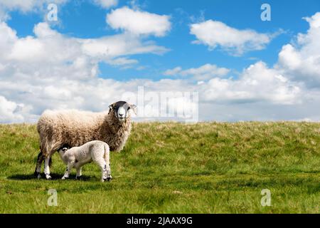 Les moutons et l'agneau qui paissent sur la prairie dans le Peak District contre le ciel bleu Banque D'Images