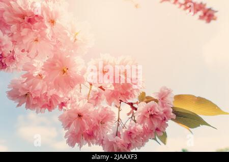 Fleurs du cerisier contre le coucher du soleil. Belle scène de nature avec arbre en fleurs et lumière du soleil. Fleurs de printemps. Magnifique verger. Printemps Banque D'Images