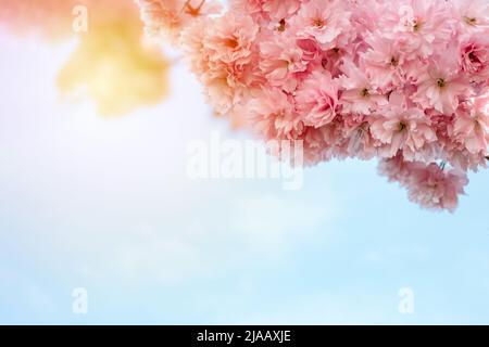 Fleurs du cerisier contre le coucher du soleil. Belle scène de nature avec arbre en fleurs et lumière du soleil. Fleurs de printemps. Magnifique verger. Printemps Banque D'Images