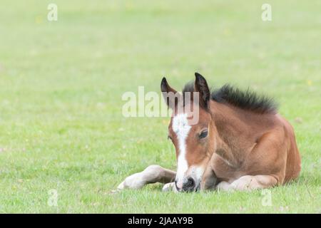 New Forest foal, près de Brockenhurst Hampshire Banque D'Images