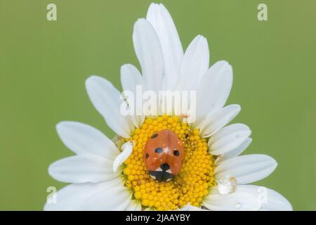 Ladybird sur Oxeye Daisy dans le vieux cimetière de Southampton Banque D'Images