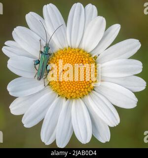 Un coléoptère de fleurs à pattes épaisses sur une Marguerite Oxeye dans le vieux cimetière de Southampton Banque D'Images