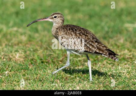 Le whimrel eurasien (Numenius phaeopus) debout dans l'herbe au soleil Banque D'Images