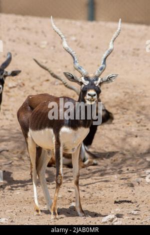 Blackbuck (Antilope cervicapra) debout en gros plan (vue portrait) Banque D'Images