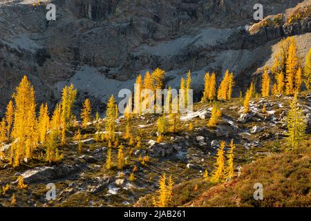 WA21603-00...WASHINGTON - Soleil sur les mélèzes alpins au-dessous de la montagne Frisco dans les Cascades du Nord de la forêt nationale Okanogan-Wenatchee. Banque D'Images