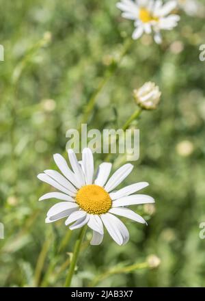 Gros plan d'une seule fleur blanche de Daisy Oxeye / Leucanthemum vulgare au soleil. Oxeye Daisy autrefois utilisé comme plante médicinale dans les remèdes à base de plantes médicinales. Banque D'Images