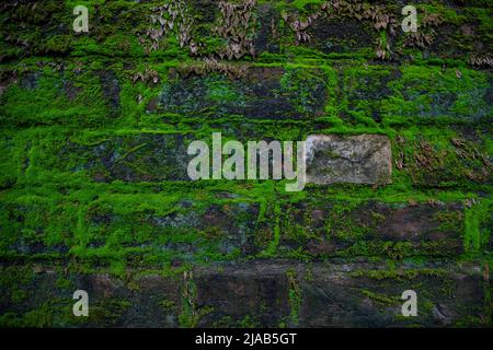 La mousse verte sur le vieux mur de brique a une texture de fond abstraite Banque D'Images
