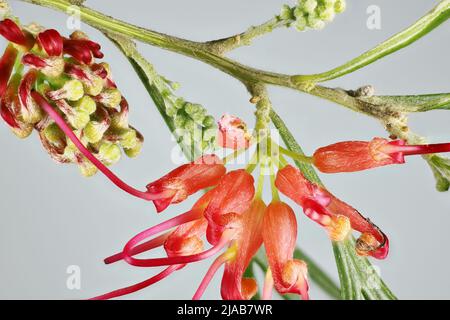 Tige isolée de fleurs et de bourgeons de Grevillea 'WinPara Gem'. Usine australienne. Banque D'Images