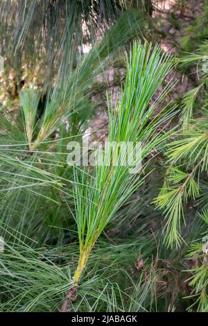 Nouvelle pousse avec de longues aiguilles de pin himalayan, également connu sous le nom de Pinus wallichiana Banque D'Images