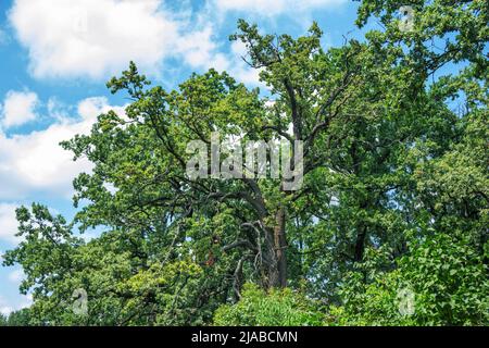 Vue sur le grand vieux arbre avec des branches tordues et des feuilles vertes, ciel bleu sur fond Banque D'Images