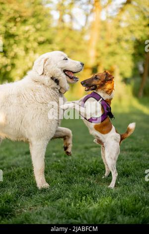 Des chiens adorables jouant sur la prairie verte Banque D'Images