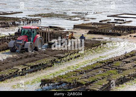 Concale, France – 11 avril 2022 : les éleveurs d'huîtres transportent des sacs remplis d'huîtres sur leurs véhicules amphibies. Banque D'Images